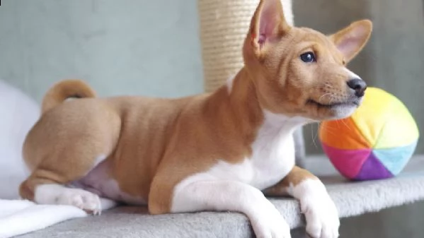 adorabili cuccioli di basenji femminucce e maschietti disponibili per l'adozione cuccioli sono vacci