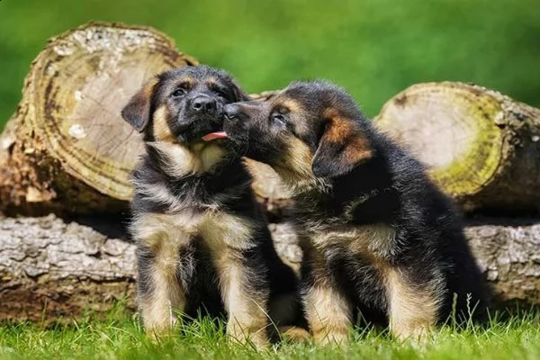 pastore tedesco cuccioli