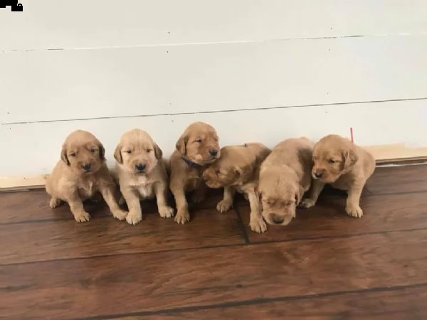 golden retrievers for sale