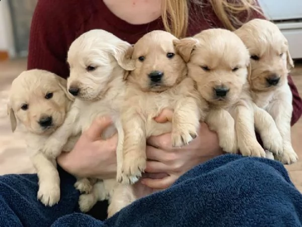 golden retriever puppy for sale