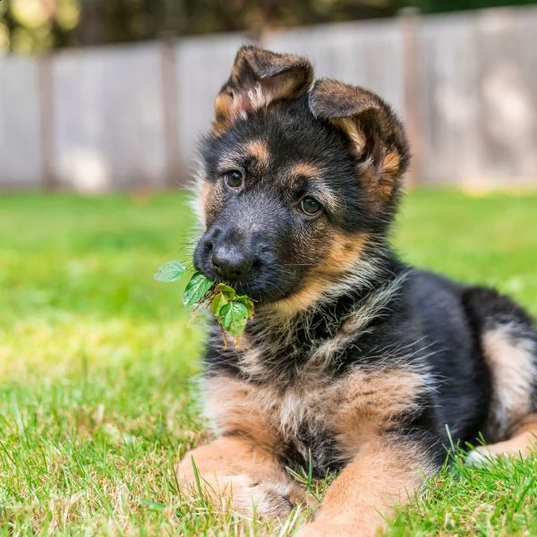 bellissimi cuccioli di pastore tedesco sani e in adozione. sono pronti per una nuova casa ora contat