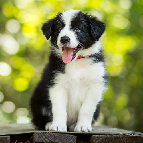 bellissimi cuccioli di border collie sani e in adozione. sono pronti per una nuova casa ora contatta