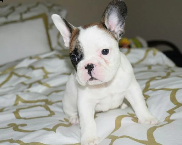 bellissimi cuccioli di bulldog francese sani e in adozione. sono pronti per una nuova casa ora conta