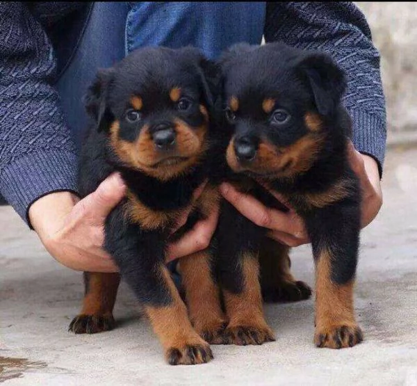 bellissimi cuccioli di rottweiler sani e in adozione. sono pronti per una nuova casa ora contattatem