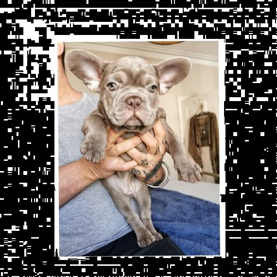 bouledogue francese cuccioli