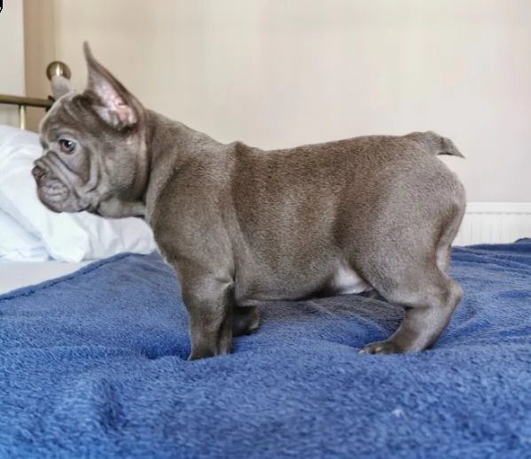 bouledogue francese cuccioli | Foto 1