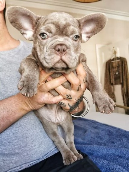 bouledogue francese cuccioli | Foto 0