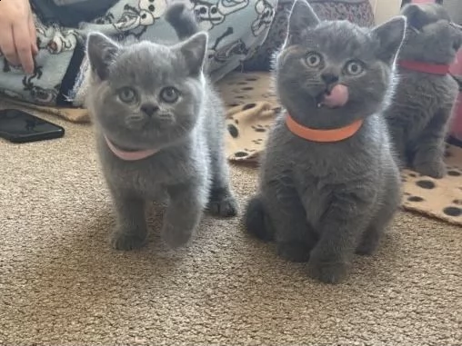 vendo adorabili gattini a pelo corto britannico. la mamma è a pelo corto britannico | Foto 0