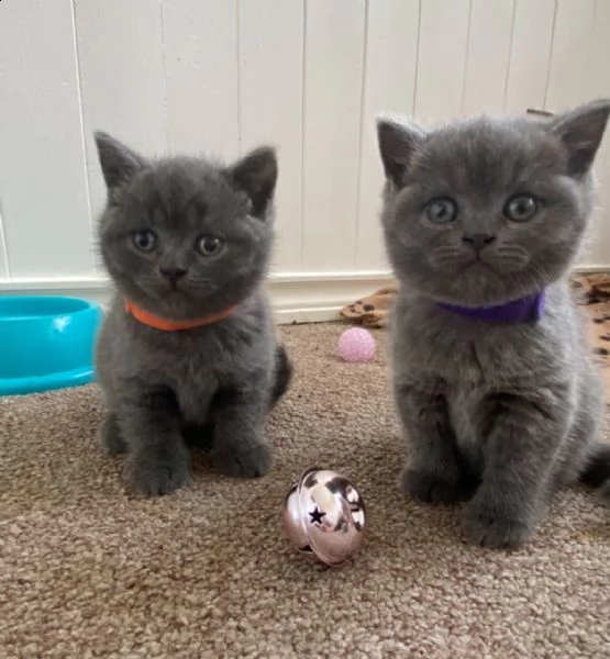 vendo adorabili gattini a pelo corto britannico. la mamma è a pelo corto britannico