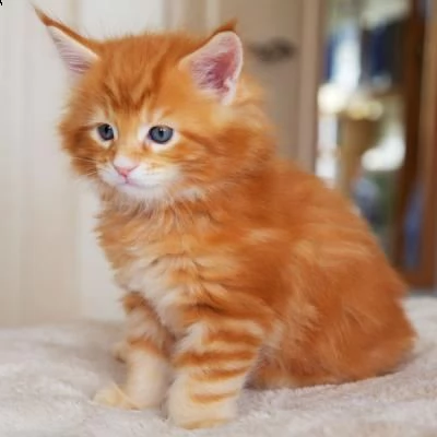 maine coon gattino disponibile allevatore offre parenti gattini kitten maine bestiame vaccinato truc