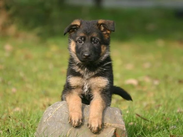  regalo cuccioli pastore tedesco