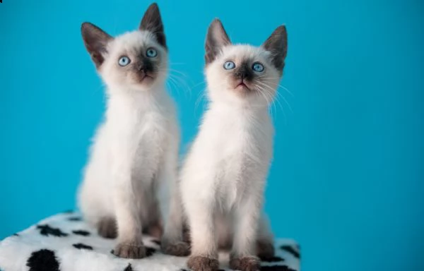 bellissimi gattini di siamese sani e in adozione. sono pronti per una nuova casa ora contattatemi ge | Foto 0