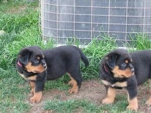 cuccioli rottweiler in adozione  