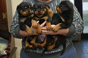 cuccioli di rottweiler di alta qualità (100% di razza)