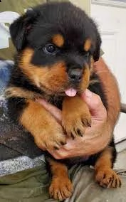 rottweiler dolce e giocoso da adottare