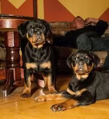 due cuccioli di rottweiler amichevoli abbiamo