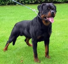 bellissimi cuccioli di rottweiler maschio e femmina