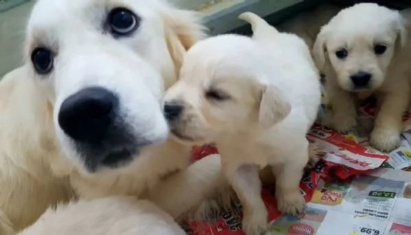  golden retriever cuccioli 