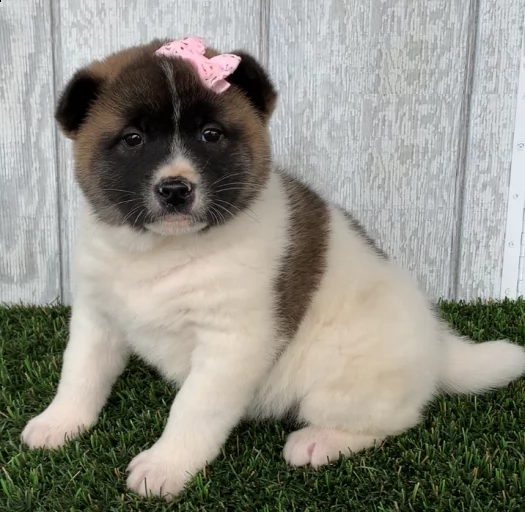  regalo akita cuccioli meravigliosi ! 