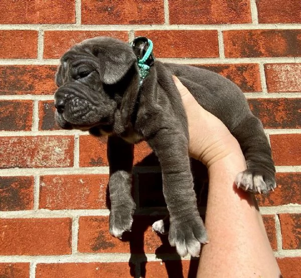  regalo neapolitan mastiff cuccioli meravigliosi ! 