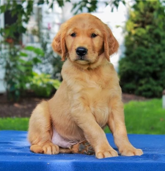  regalo goldern retreiver cuccioli meravigliosi ! 