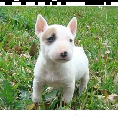 adorabili cuccioli di bull terrier femminucce e maschietti disponibili per l'adozione gratuita i cuc