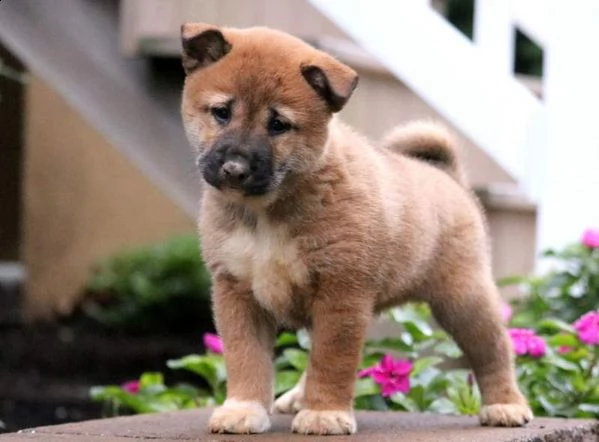 email : ameliajefferson80[at]gmail[.com] adorabili cuccioli di shiba-inu femminucce e maschietti disponib