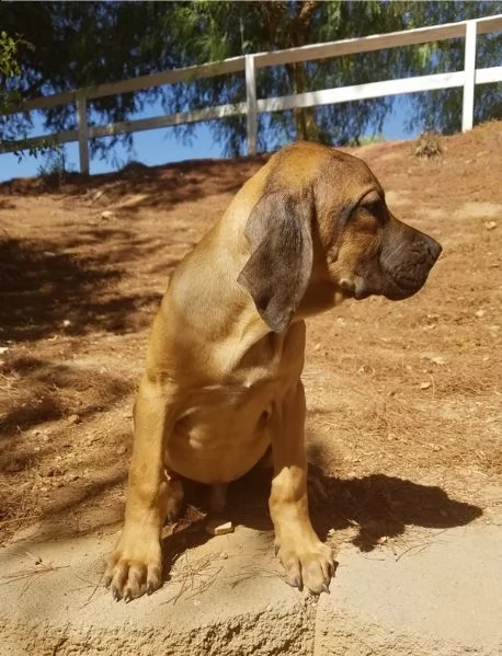 disponibili cuccioli di fila brasileiro | Foto 1