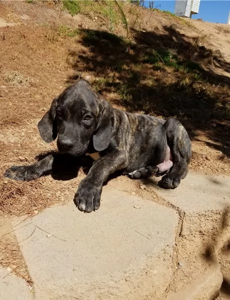 disponibili cuccioli di fila brasileiro | Foto 0