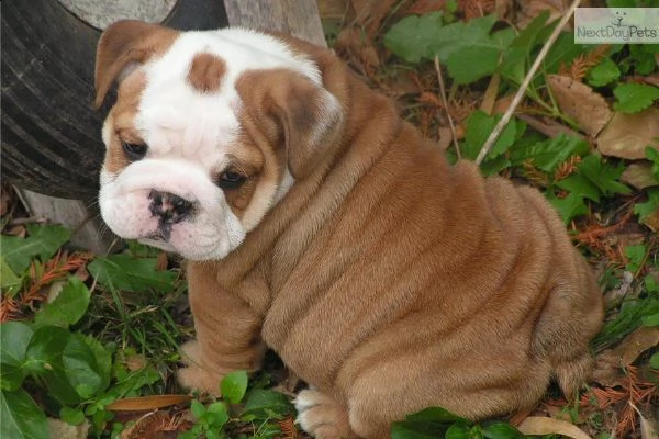 cucciolo di bulldog inglese