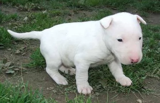 regalo bull terrier cuccioli per l'adozione