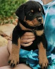 12cuccioli di rottweiler di alta qualità