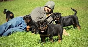 cuccioli di rottweiler speciali