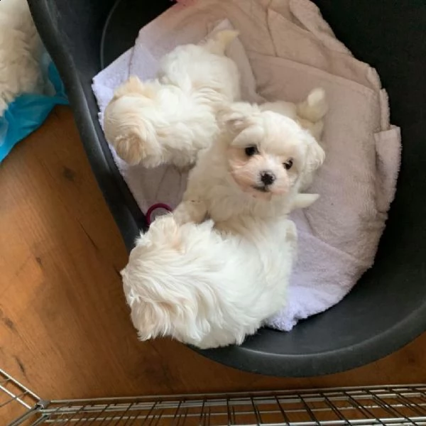 disponibili splendidi cuccioli di maltese (maschio e femmina)