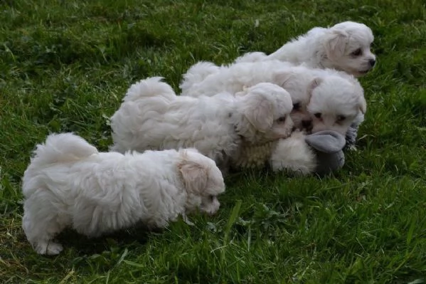 bellissimi cuccioli maltesi bianchi