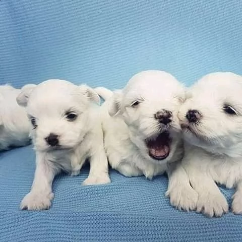 maltese bianco puro pronto per una nuova casa