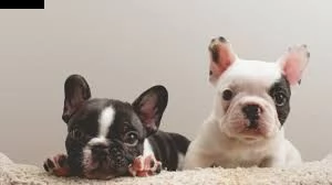 !!adorabili eccezionali cuccioli di bulldog francese!!