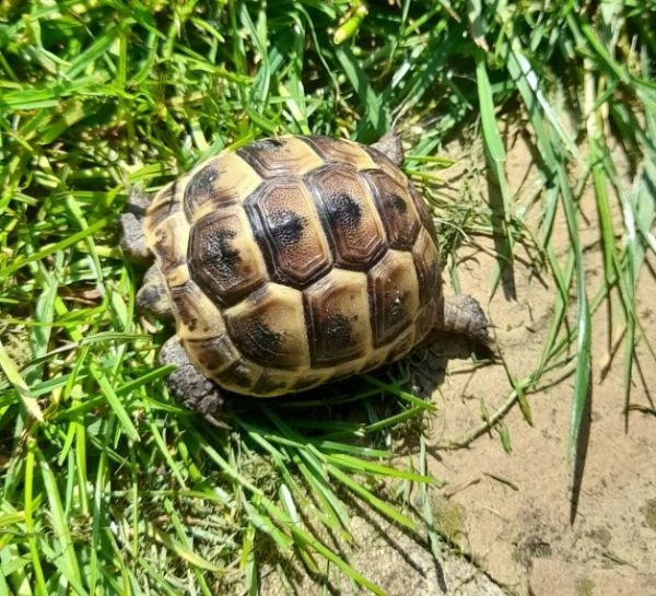 vendo tartarughe di terra testudo hermanni | Foto 1