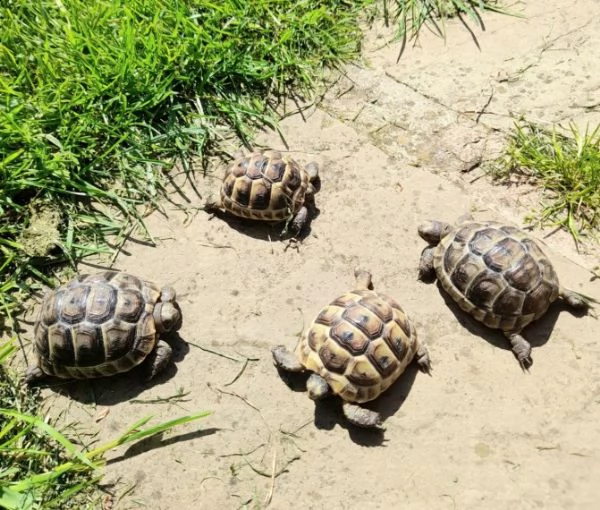 vendo tartarughe di terra testudo hermanni | Foto 0