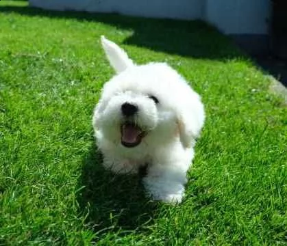 dolcissimi cuccioli di bichon frise | Foto 0