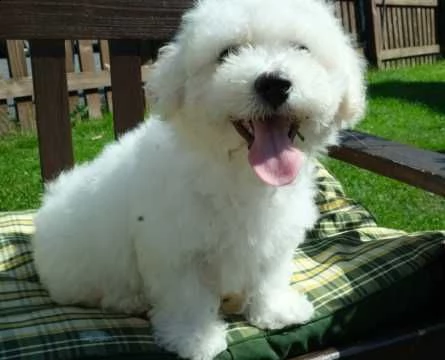 dolcissimi cuccioli di bichon frise