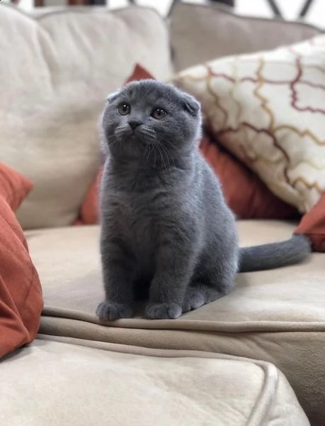 dolcissimi cuccioli di scottish fold