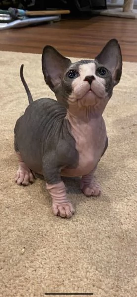 cucciolata di sphynx