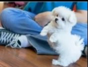 maltese cuccioli toy 