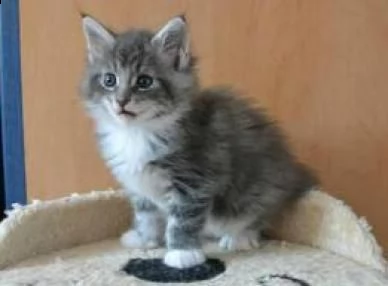 adorabili cuccioli di maine coon gattini femminucce e maschietti disponibili per l'adozione gratuita