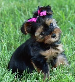 email : ameliajefferson80[at]gmail[.com] cuccioli adorabile di cuccioli di yorkshire terrier. ora disponi