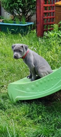 cuccioli american staffordshire terrier