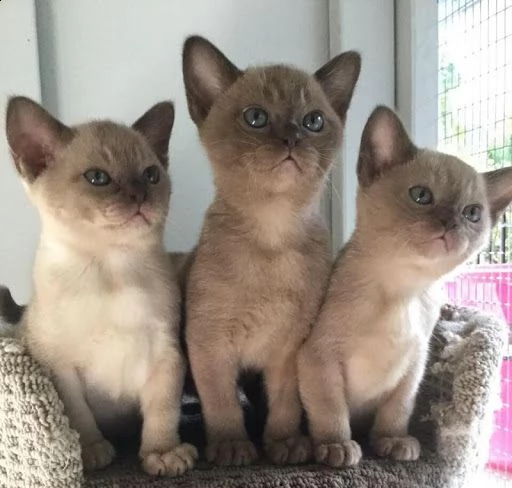 bellissimi gattini burmese  in adozione, i gattini sono molto sani intelligenti e giocherelloni gent