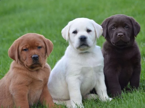 bellissimi cuccioli di labrador retriever in adozione, i cuccioli sono molto sani intelligenti e gio