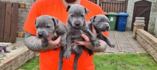 cuccioli staffordshire terrier